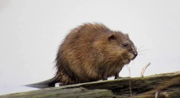 Muskrat